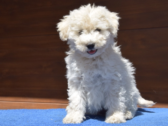 Perros Puli en venta